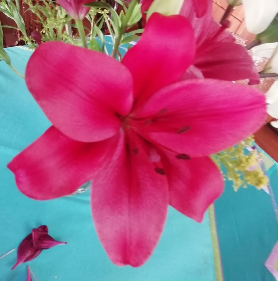 8aed541f-b306-4669-bc33-08f021b5c3f4